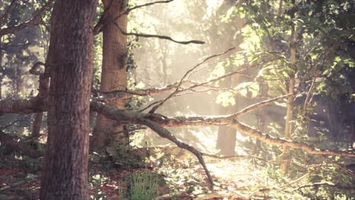 Sunlight Filtering Through Trees in a Serene Forest During Early Morning