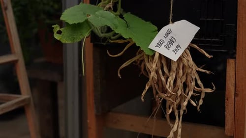Seed Saving. Dried Long Beans.