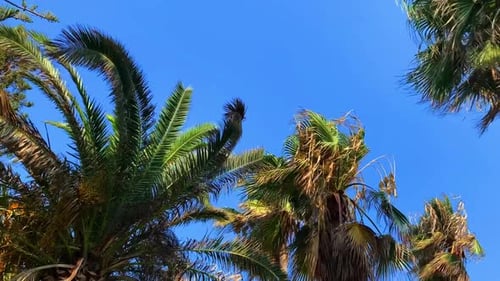 Perfect View on Palm Trees and Cloudless Blue Sky on a Windy and Sunny Day at Cypriot Mediteranean S