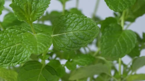 Herbe de menthe, feuilles vertes 40