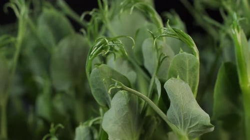 Germination of green peas. Seedlings Micro Greens for a healthy diet. Vegan food, organic products o