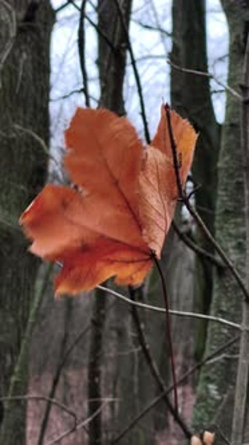 A single orange leaf on a tree branch in the woods