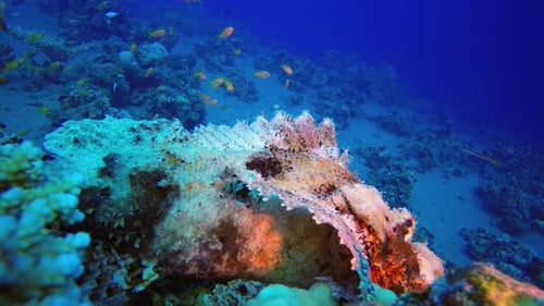 Underwater Tropical Scorpion Fish