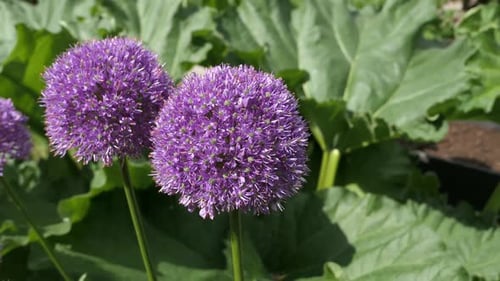Purple Sensation Allium flowers growing in garden, close up