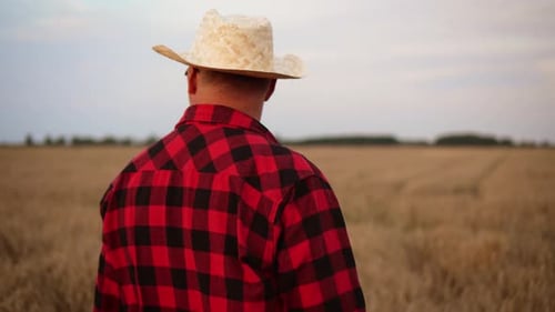 Unrecognizable Male Farmer Walks Through Golden Wheat Field with Ripe Harvest