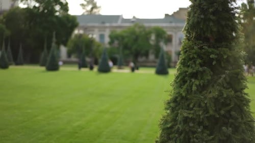 A Beautiful Green Park Area on the Territory of the Institute with a Conecut Spruce Tree in the