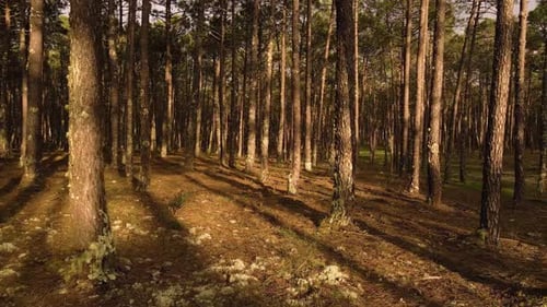 4K Pinienwald, Drohnenansicht der Kiefernstämme mit Drohne, die sich von links nach rechts bewegt. 60f