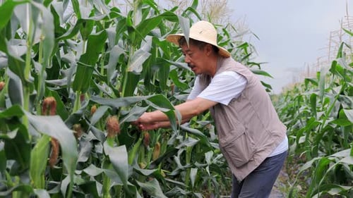 Agronomist farmer man inspects a cornfield corn crop quality in a field, organic farming and healthy