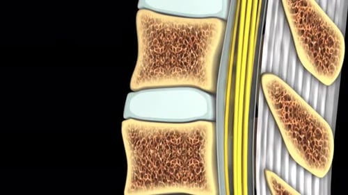 Detailed human spine anatomy in 3D medical illustration