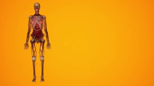 Rotating 3D Human Anatomy Model with Internal Organs and Skeleton