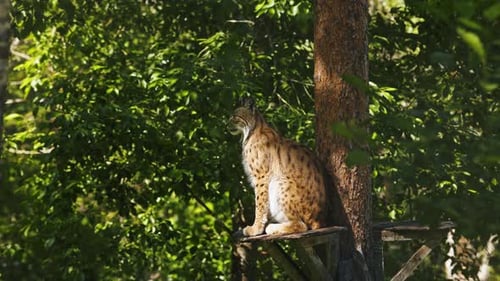 Eurasian Lynx Sits on a Wooden Platform in Forest