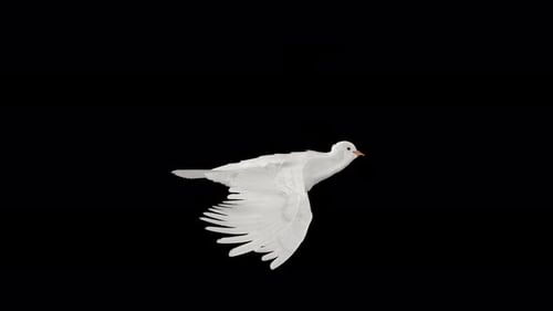 Romantic Dove - White Pigeon Bird - Flying Loop - Aerial Side Close Up View - Alpha Channel - 4K