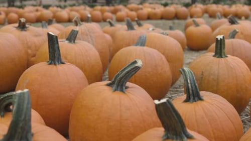 Pan shot of harvested Halloween pumpkins in field