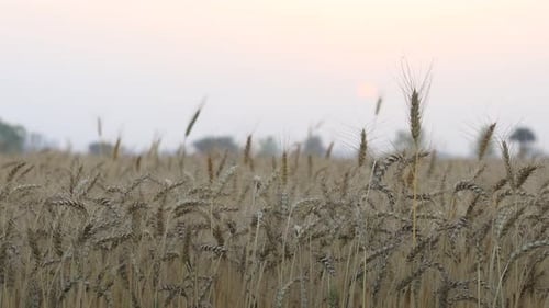 Golden Wheat Field on a hazy morning in countryside