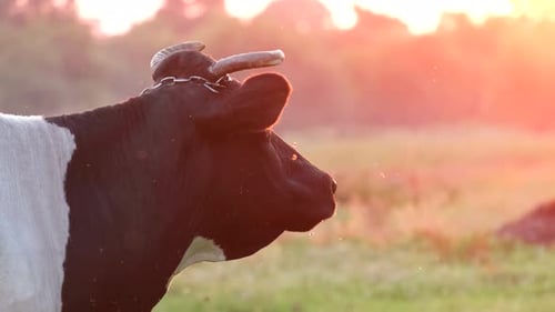 A Black and White Cow Stands in a Meadow on a Beautiful Background of Sunlight