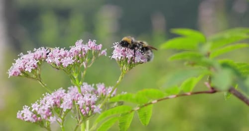 Bumblebees Feeding on Pink Flowers in Spring