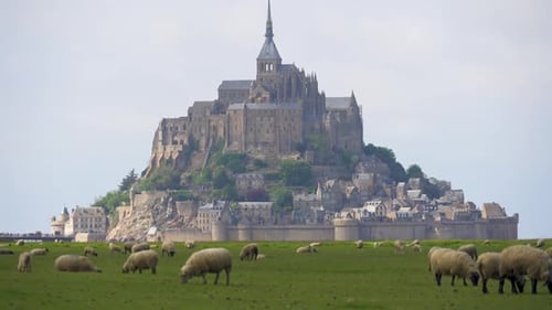 Sheep Grazing with Mont Saint Michel Island in background, Normandy France