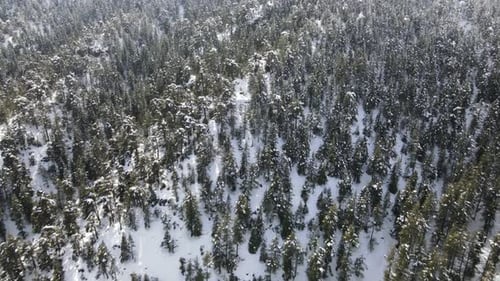 Snowy Mountain Tree Drone View