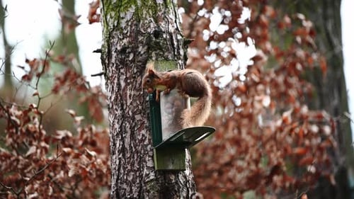 Hermosa ardilla roja joven cogiendo nueces de un comedero en el bosque. Disparo estático