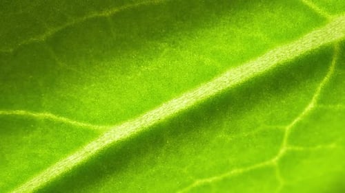 A fresh green leaves (Bok choy leaves) in macro video.