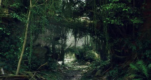 Lush Green Forest with Dense Foliage and Misty Atmosphere in Daylight