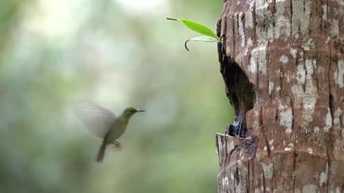 un souimanga à gorge brune s'élance vers un cocotier