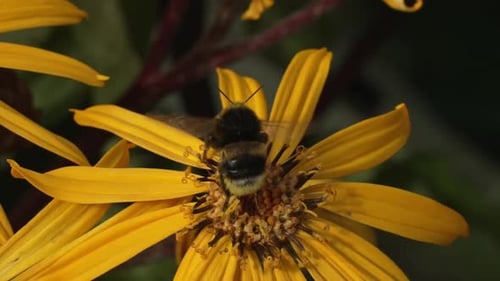 Bee on Yellow Flower Pollinating and Flying Away