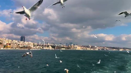 Seagulls following Istanbul Ferry on the Bosphorus in Turkey
