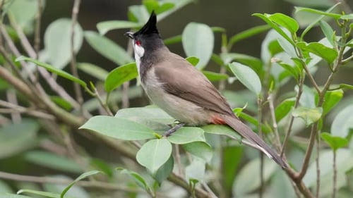 Red-whiskered Bulbul or Crested Bulbul Bird Native To Asia. Close-up Shot