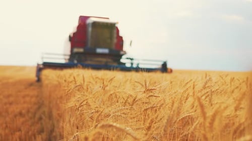 Wheat Harvest Wheat Harvesting Shears Harvester Machine Harvesting Golden Ripe Wheat Field on an