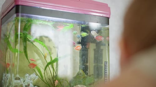 Child Observes Colorful Fish Swimming Inside Pinklidded Aquarium