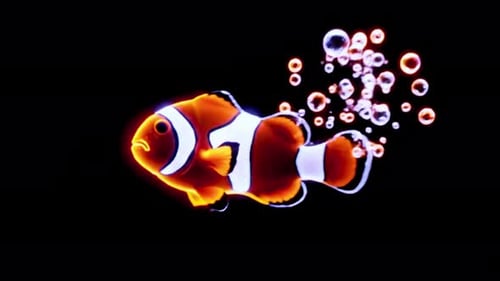 Lebendiger Clownfisch, der mit Blasen im dunklen Wasser schwimmt
