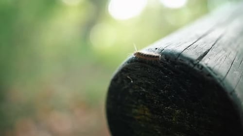 Creepy Worm-like Caterpillar In A Wooden Pillar At The Forest. - Selective Focus, Close Up
