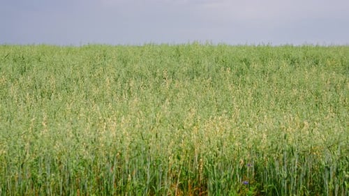 Serene Summer Day in a Lush Oat Field with Gentle Breeze