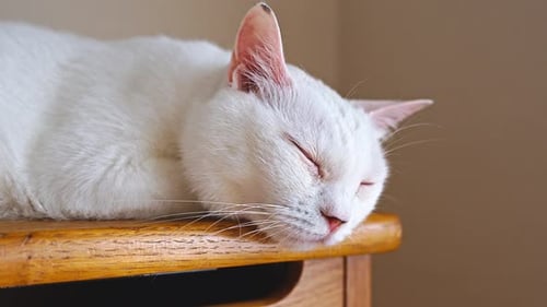 Fluffy White Cat Sleeping Peacefully Indoors