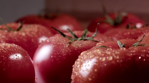 Fresh Tomatoes with Water Droplets Close Up