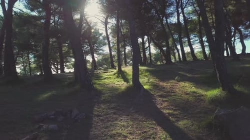 Sonnenlicht im Wald. Waldbäume in den Bergen
.