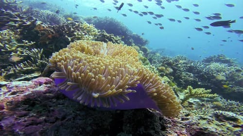 A close-up of a colorful Magnificent sea anemone surrounded by diverse coral reef.