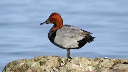 Common Pochard