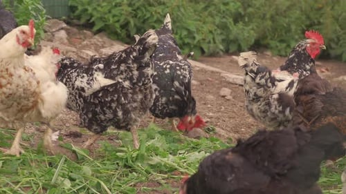 Bio-Hühner aus Freilandhaltung, die sich auf einer kleinen Farm ernähren
