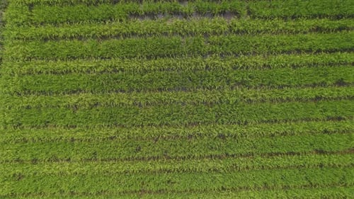 Flying over rice fields in South America