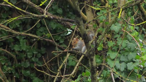 Gray squirrel sitting on tree branch holding nut puts it in mouth then jumps off. Day time UK North