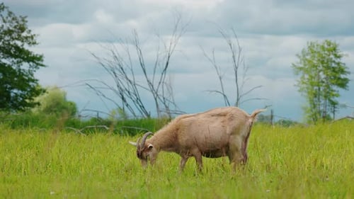 Horned Goat Eating Fresh Grass in a Wide Green Field with Cloudy Skies and Trees in Background