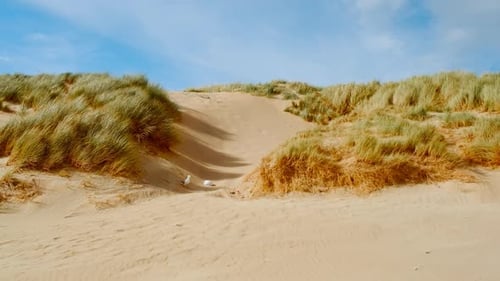 The Dunes of Camber Sands Beach, East Sussex, England, UK