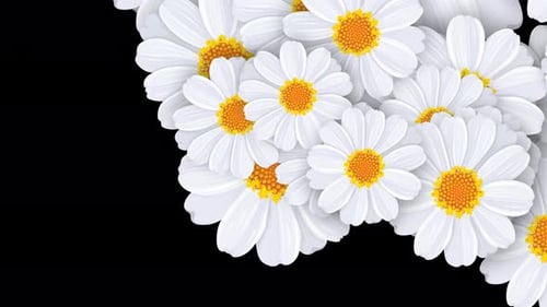 White Daisy Flowers Organic Transition