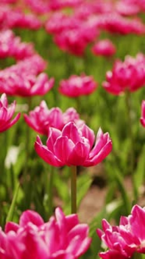 Vibrant Pink Tulips Sway Gently in a Sunlit Field