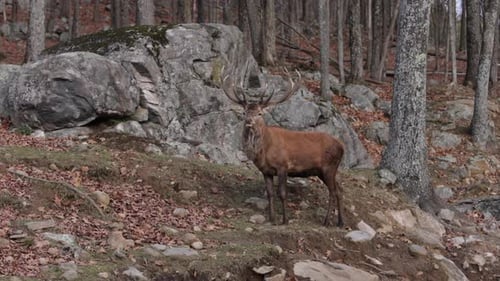 elk bull standing in rocky forest autumn time camera rolls by slomo