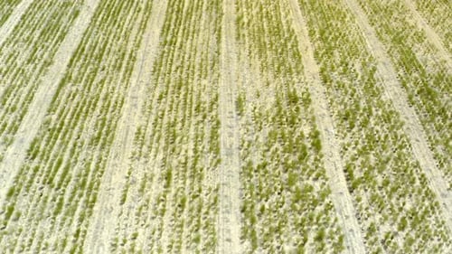 Plants growing on a farm or countryside field for organic growth and sustainable agriculture