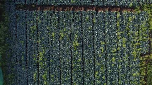 Large cabbage farm field in harvesting season near traditional water well, Drone shot, Top down shot