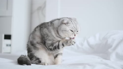 Grey Cat Grooming Itself on White Bed
